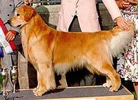 Signature's Natural Wonder | Golden Retriever 