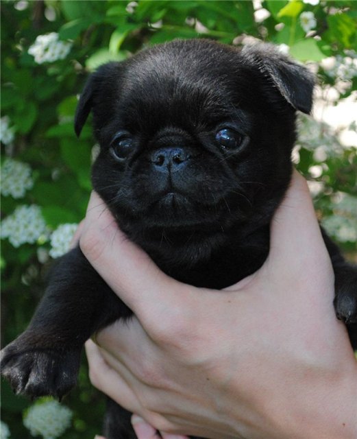 Gold Navigator Zefir Black Diamond | Brussels Griffon 