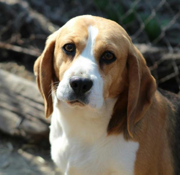 Nikol' | Beagle 