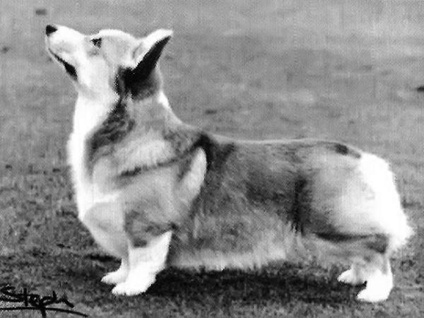 Super Guy Of Pemland | Pembroke Welsh Corgi 