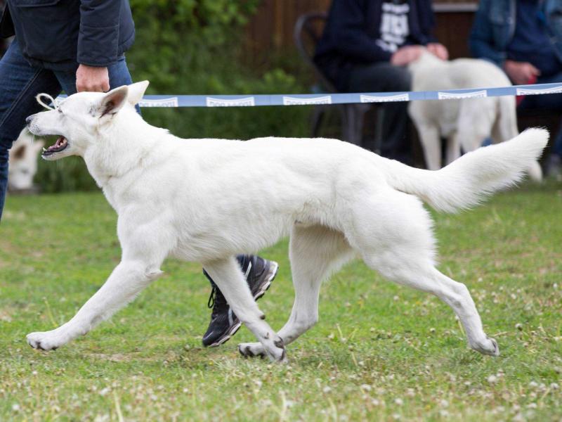 Big Ben Flying White Devils | White Swiss Shepherd Dog 