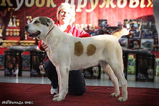 Istochnik Fortuny Ramada | Central Asian Shepherd Dog 