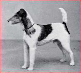 Southboro Salex | Wire Fox Terrier 