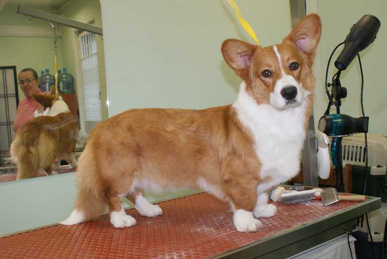 Brynlluan The Sorcerer | Cardigan Welsh Corgi 