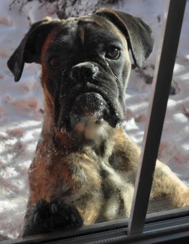 Eicke vom Silvertbach | Boxer 