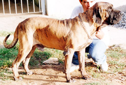 Briston II do ibituruna | Fila Brasileiro 