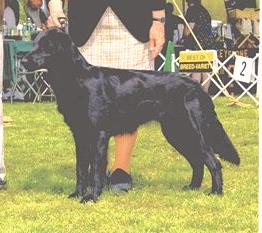 Shasta's Spirit of Rebel | Flat-Coated Retriever 