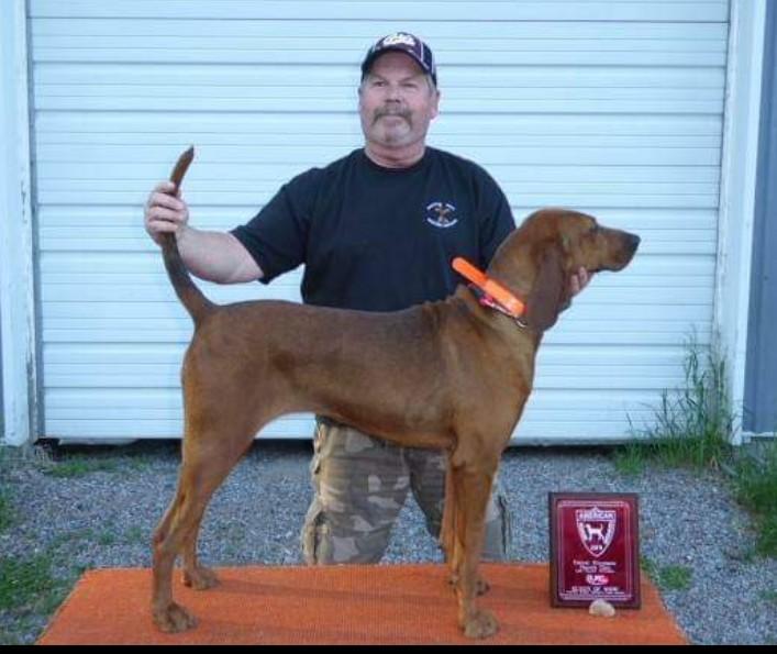 Crazy Mountain Midnite Maggie | Redbone Coonhound 