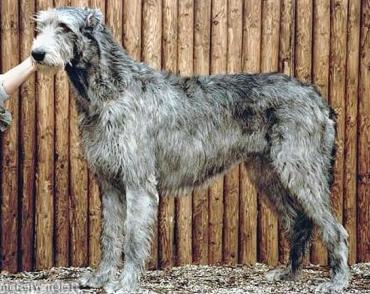 Wolfhouse Jackie the Jackal | Irish Wolfhound 