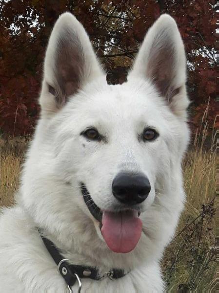 IRA Biala Wiedzma | White Swiss Shepherd Dog 