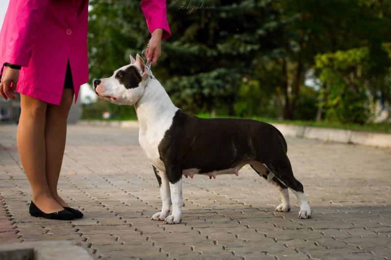 Golden Heart Winner Zvonkaya Pobeda | American Staffordshire Terrier 