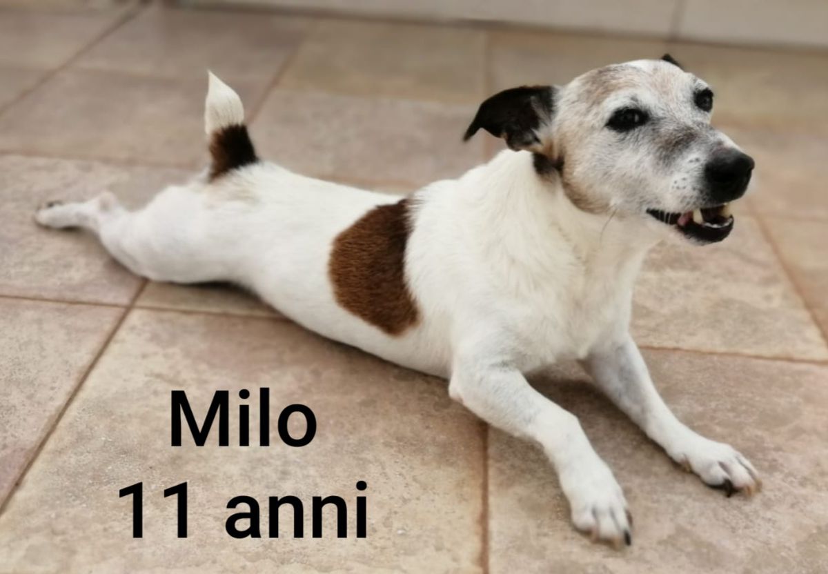 Milo M.G. | Jack Russell Terrier 