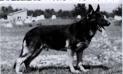 Ordo von der hohen Fichte | German Shepherd Dog 