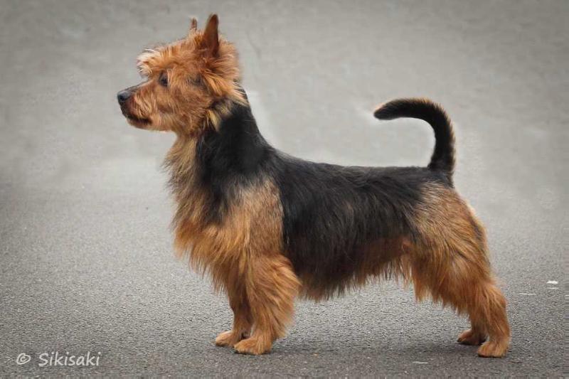 Carahdras von den Grauen Anfurten | Australian Terrier 