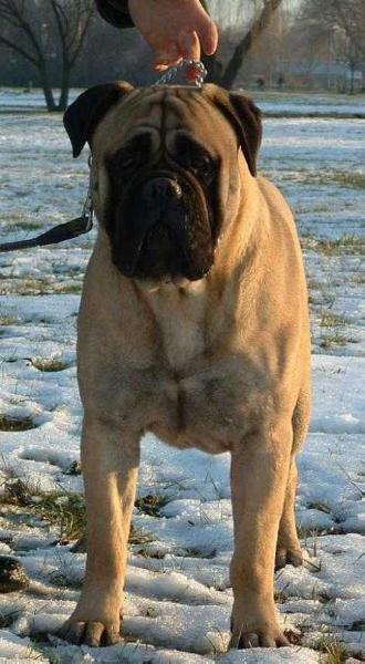 Székely Szentkirályi Tracy | Bullmastiff 