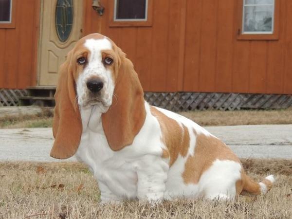 Janzen's Minnie Finch | Basset Hound 