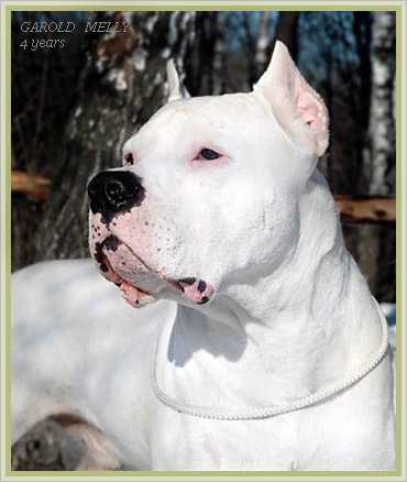 GEROLD MELLY | Argentine Dogo 