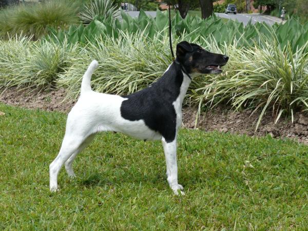 Ivibi Agility dell'Acqua Sacra | Smooth Fox Terrier 