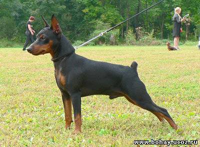 Milano Vom Sudstern | Miniature Pinscher 