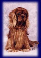 NARE MCMILLAN OF FAIRYTALE CASTLE | Cavalier King Charles Spaniel 