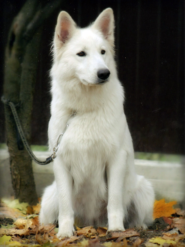 Kera Kortes | White Swiss Shepherd Dog 