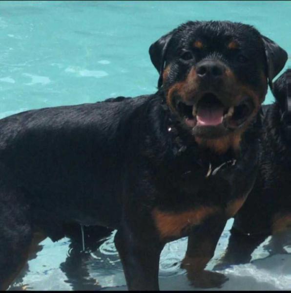 Uky Iron Rott | Rottweiler 