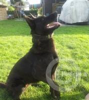 Wolf (Caelen) | Dutch Shepherd 