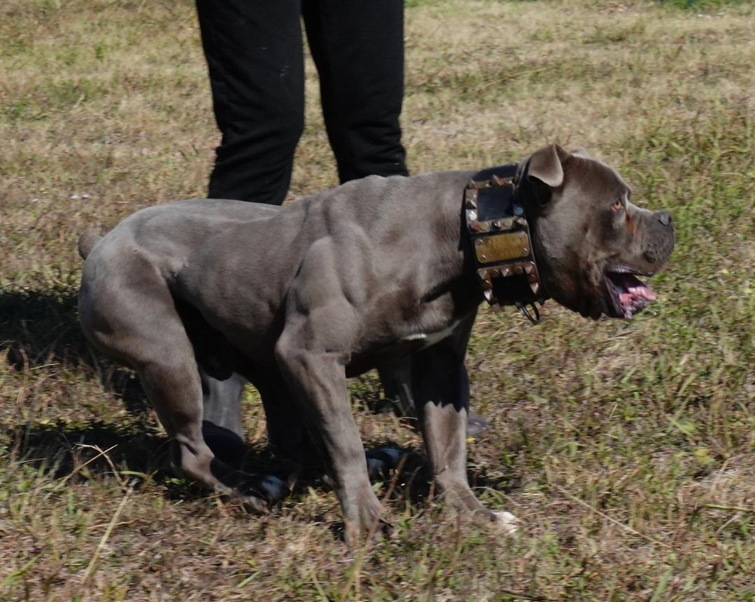 Evolution's Sonic of Cannon Bulldogs | Olde English Bulldogge 