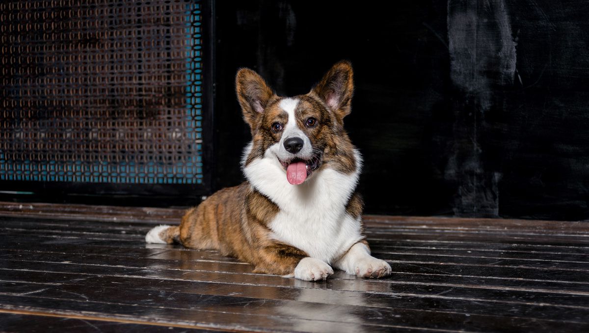 Aethwy My Heart Will Go On | Cardigan Welsh Corgi 