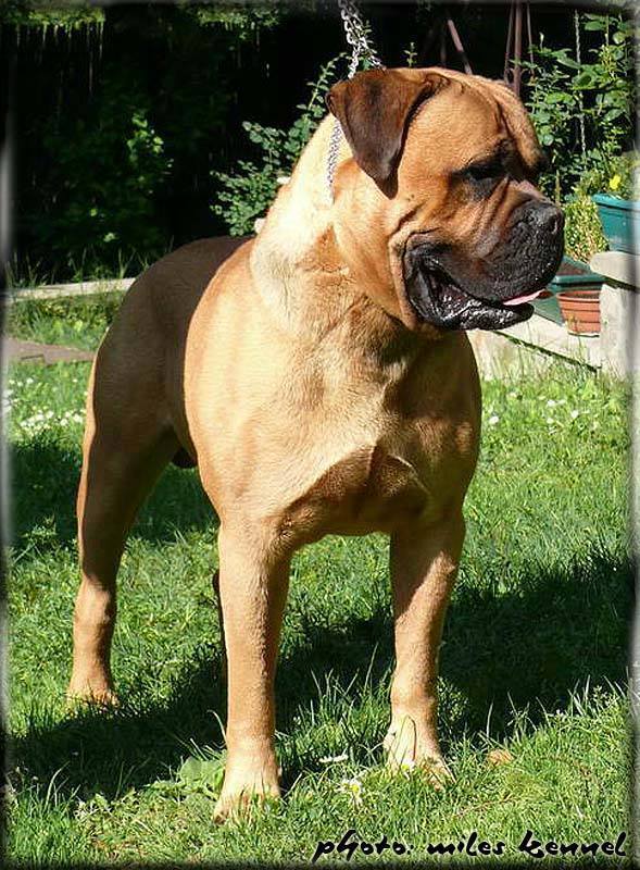 Atos | Bullmastiff 