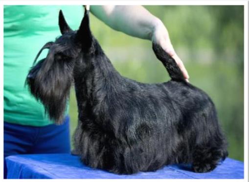 Ayrzol Villeroy | Scottish Terrier 