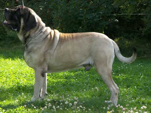 Didalls Harmony | Mastiff 