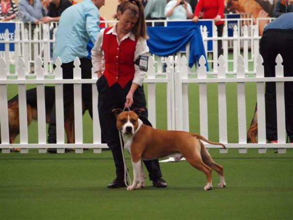 Amstafomine Simply Red | American Staffordshire Terrier 