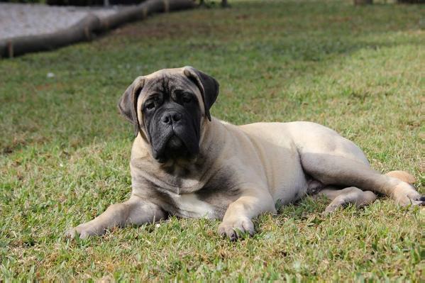 JYF Bull's Amazing Zeus | Bullmastiff 