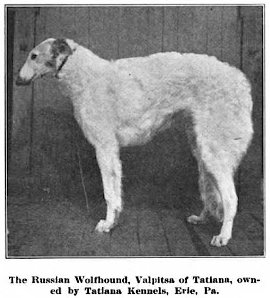 Valpitsa of Tatiana | Borzoi 