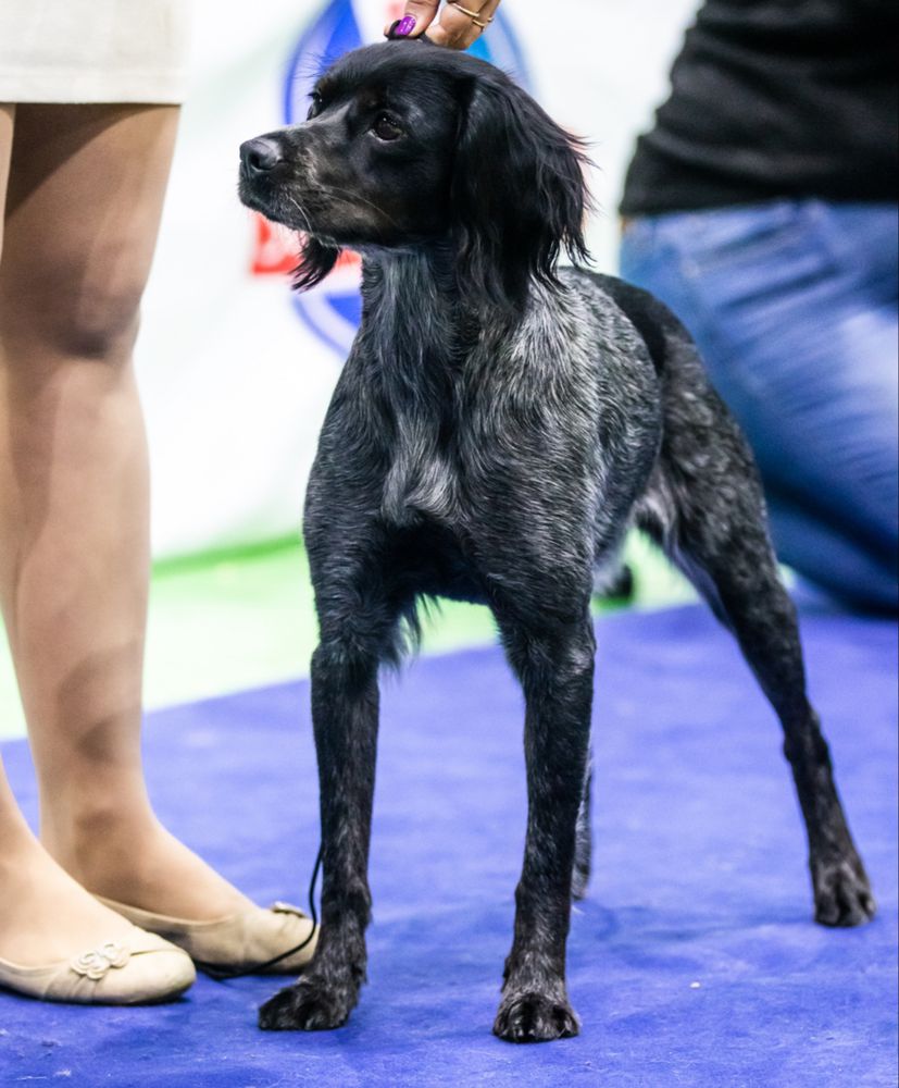 Zov Poley LA DELIS | Brittany 