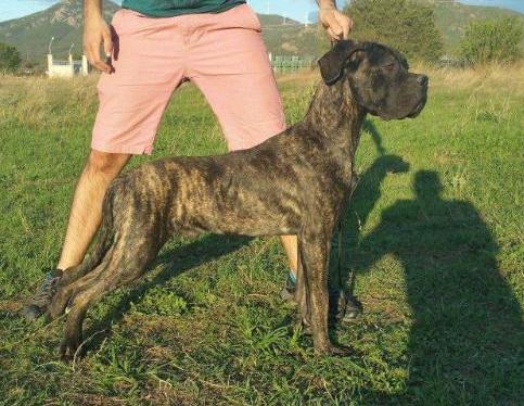 Alex Floyd House | Cane Corso 