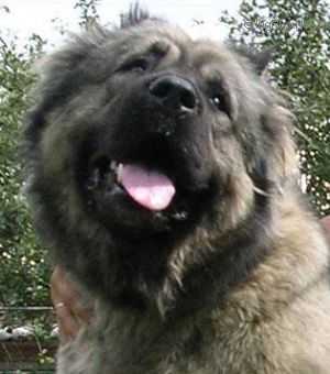 Dombay Ulgen Bichisyn | Caucasian Mountain Dog 