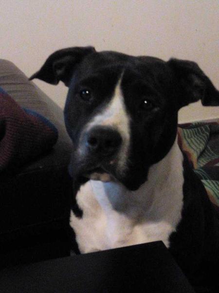 Jilly joy king of zion | American Staffordshire Terrier 