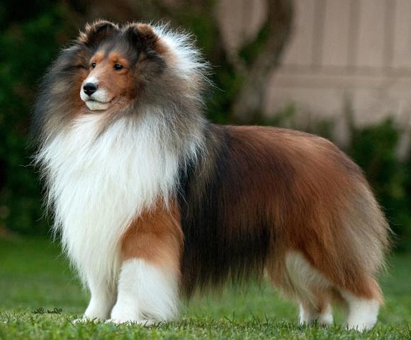 PaRay's Preferential | Shetland Sheepdog 