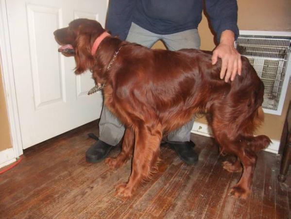 Snow's Charlie Hillmon Jackson | Irish Setter 