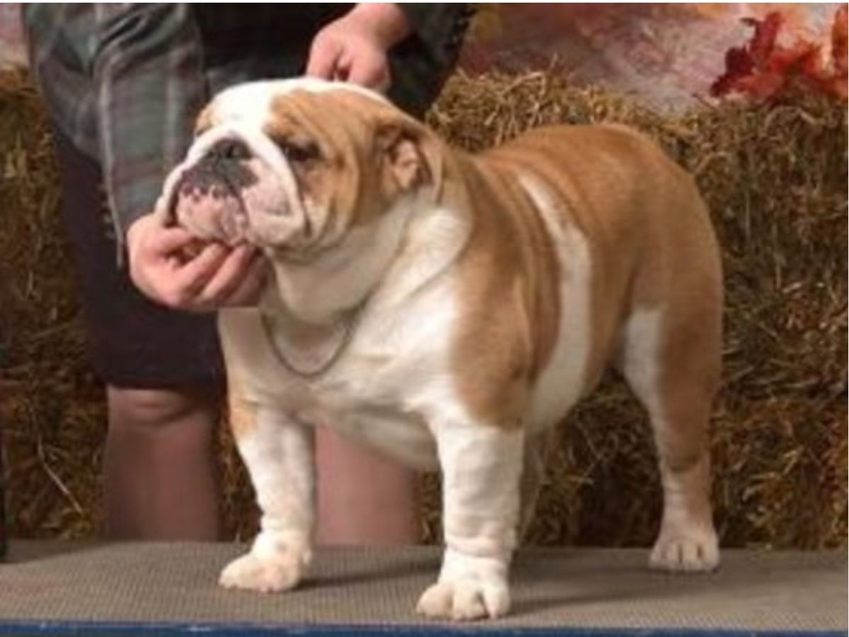 Cash's Leave No Doubt | Bulldog 