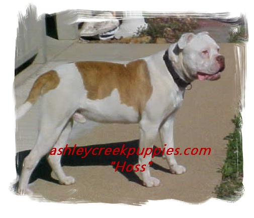 DPM Hannah's red boy | American Bulldog 