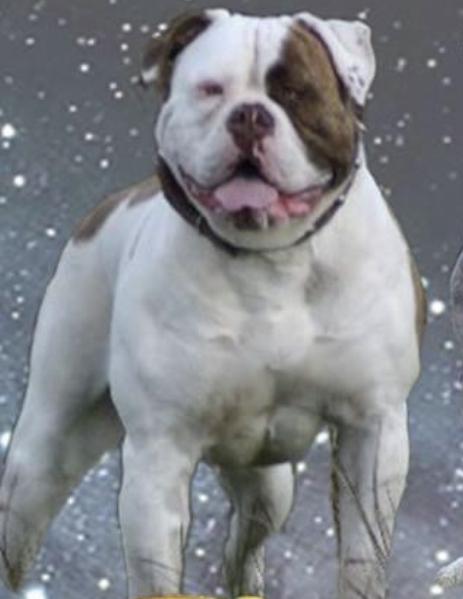 Bullforce Sihra | Olde English Bulldogge 