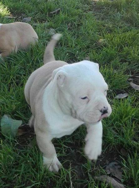 danibull's kira 2 | American Bulldog 