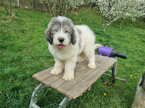 Romanian Mioritic Shepherd Dog