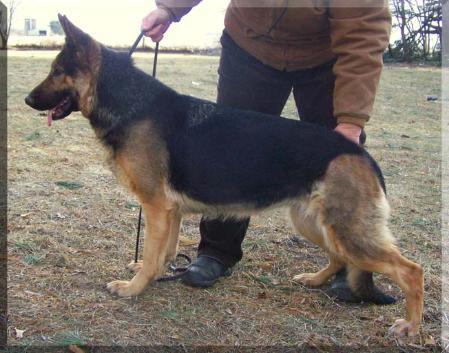 Castlebrooks Cinnabon | German Shepherd Dog 