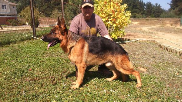 Tristan de azul amanecer | German Shepherd Dog 
