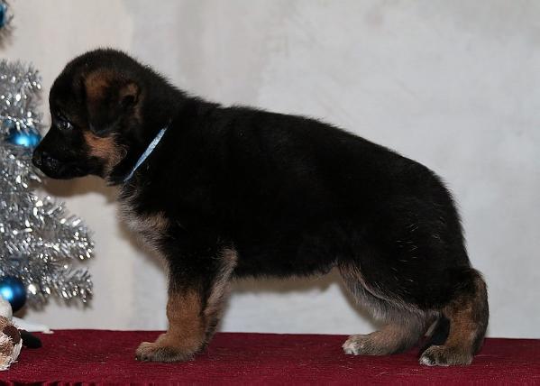 Weitenshof Luxemburg | German Shepherd Dog 