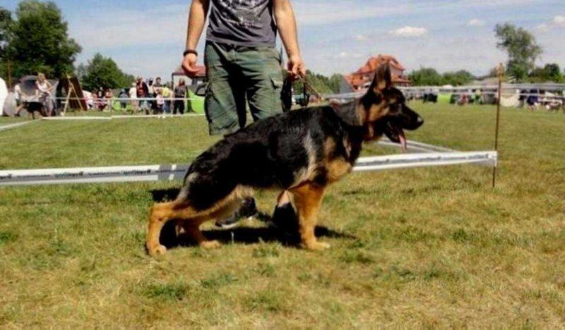 GARY Satimo | German Shepherd Dog 